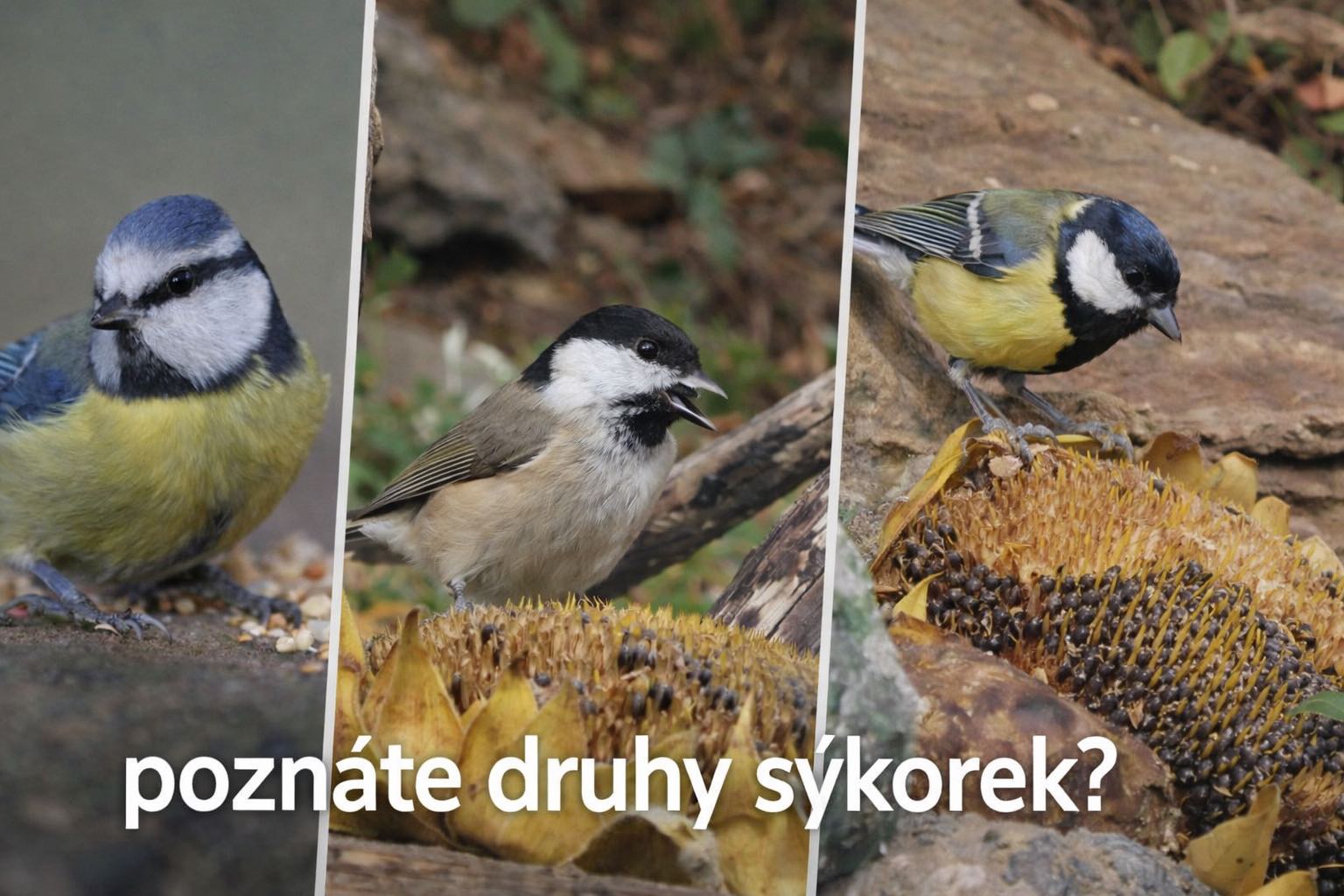 jak poznat s&yacute;korku a rozeznat je od sebe