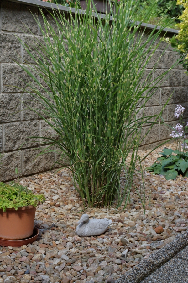 Betonové sochy do zahrady Kachna šedá 14,5x7,5x7,5cm