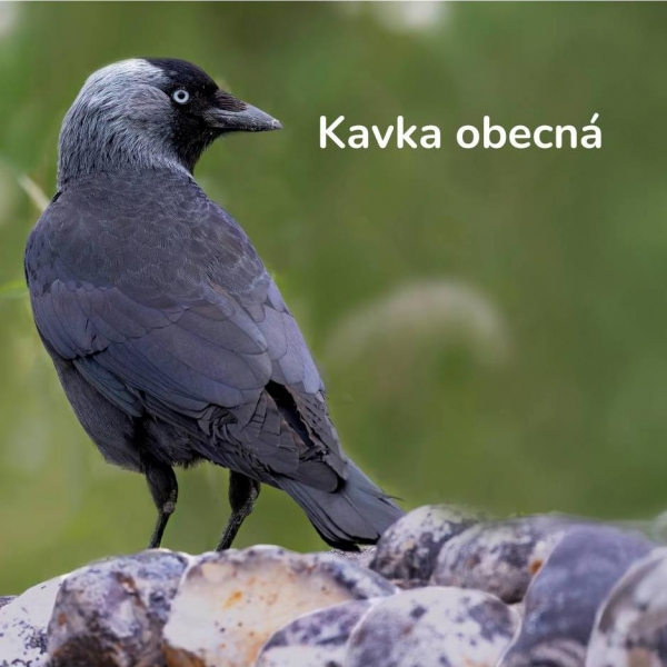 Budka pro kavku obecnou 32 x 32 x 45 cm