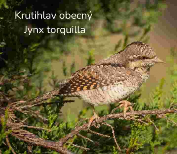 Budka pro krutihlava 34 mm – hnízdní budka