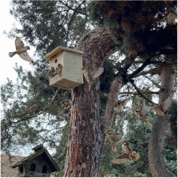 Budka pro vrabce z přírodního dřeva 34 mm - bez nátěru