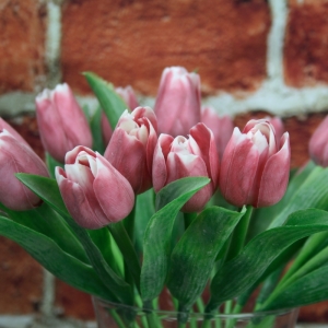 Francouzský tulipán tmavě růžová-bílá 40cm