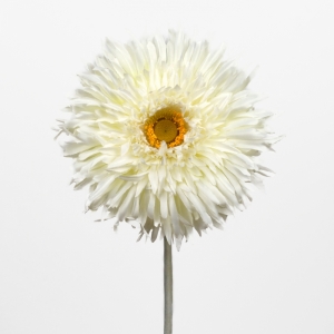 Gerbera bílá velká single 70 cm