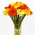 Gerbera svazek oranžová 7 kusů 38 cm