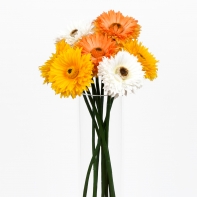 Germina plná oranžová