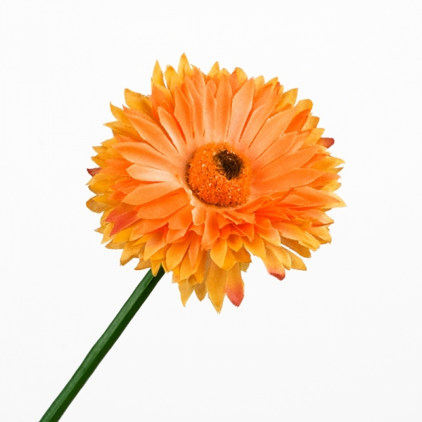 Germina plná oranžová