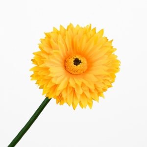 Germina plná žlutá svazek 18 kusů - doprodej