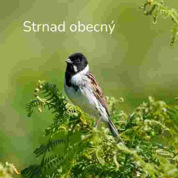 Hnízdní kryt pro strnada obecného