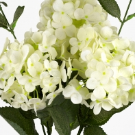 Hortenzie bílá 54cm