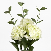 Hortenzie bílá 54cm