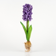 Hyacint fialový 35cm