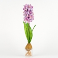 Hyacint růžový 35cm