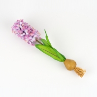 Hyacint růžový 35cm