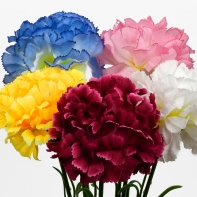 Karafiát bílý 46cm