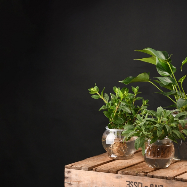 Květináč se sítkem pro zakořenění rostlin pr. 22 x v. 18 cm