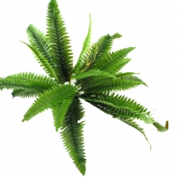 Květiny - kapradí průměr 40cm, výška 45cm