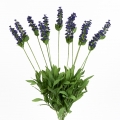 Levandule 63cm