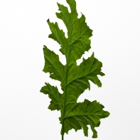List Acanthus 90cm