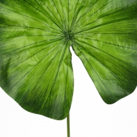 List Nymphea velký 60cm