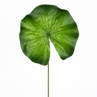 List Nymphea velký 60cm