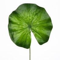 List Nymphea velký 60cm