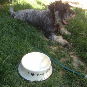 Miska pro psa I Love My Dog smalt 24cm