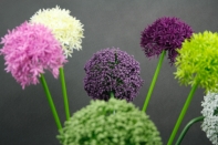 Okrasný česnek velký fialový 