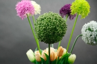 Okrasný česnek velký zelený-vyřazeno, oddělená hlavice od stonku