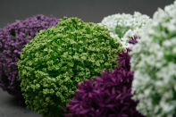 Okrasný česnek velký zelený-vyřazeno, oddělená hlavice od stonku