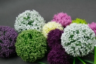 Okrasný česnek velký zelený-vyřazeno, oddělená hlavice od stonku