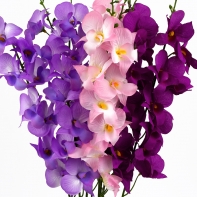 Orchidea bordó 54cm