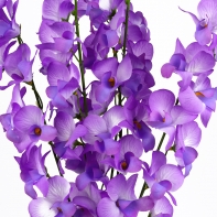 Orchidea fialová 54cm