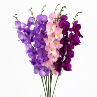 Orchidea růžová 54cm
