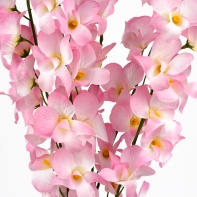 Orchidea růžová 54cm