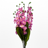 Orchidej 73cm Lila