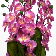 Orchidej 73cm Lila