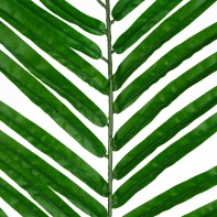 Palmový list 66cm