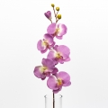 Phalenopsis 72 cm purple