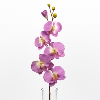 Phalenopsis 72 cm purple