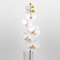 Phalenopsis 72cm bílá
