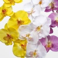 Phalenopsis 72cm bílá