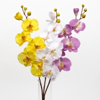 Phalenopsis 72cm bílá