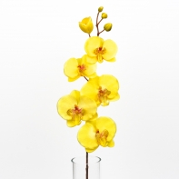 Phalenopsis 72cm žlutá