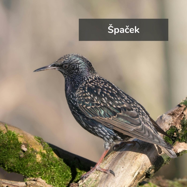 Ptačí budka pro špačka