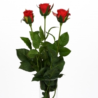 Růže natur červená