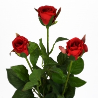 Růže natur červená