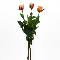 Růže natur oranžová