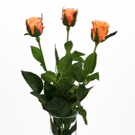 Růže natur oranžová