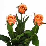 Růže natur oranžová