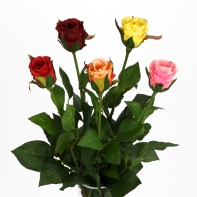 Růže natur růžová